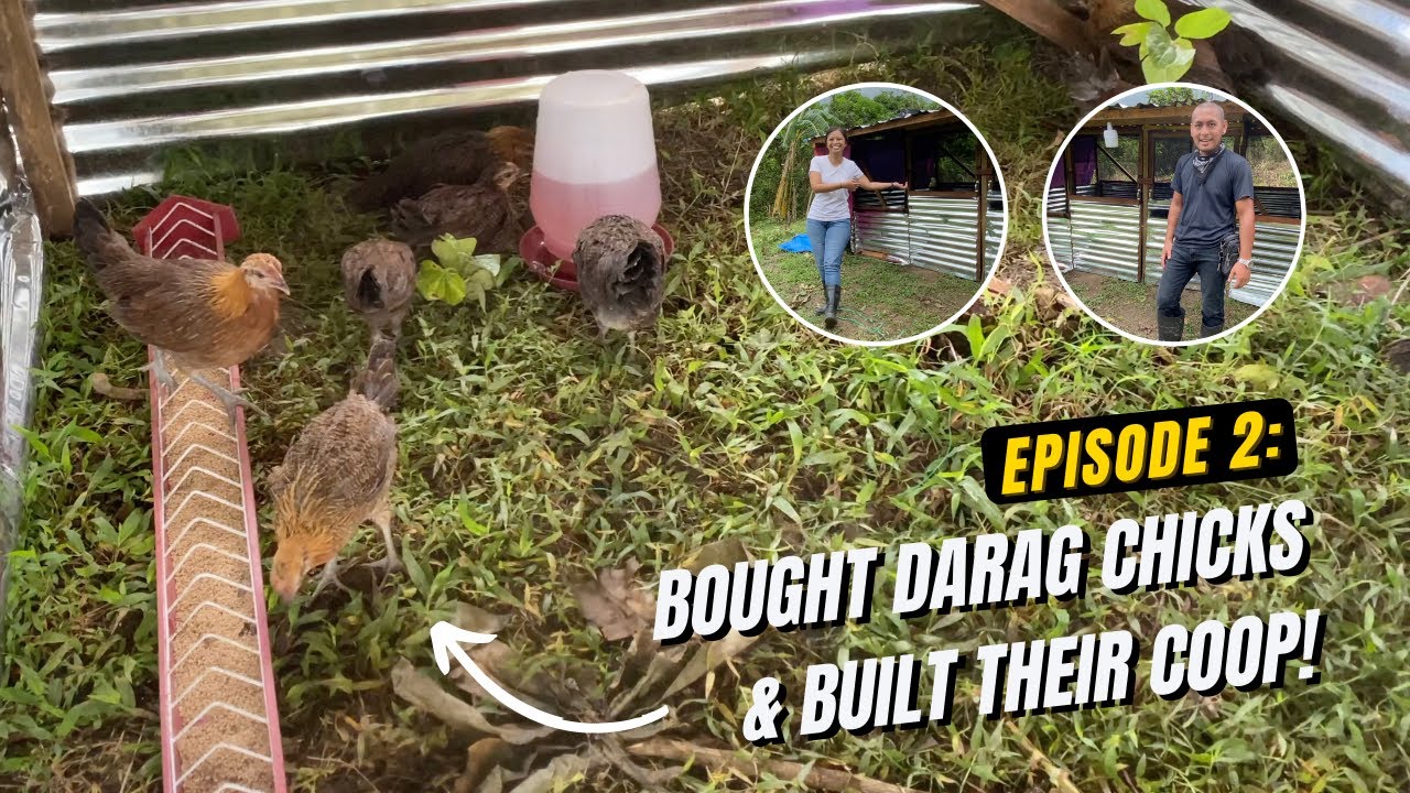 Farmily Ranch 002: Bought Darag Chicks & Built Their Coop | Chicken Farming & DIY Chicken Coop