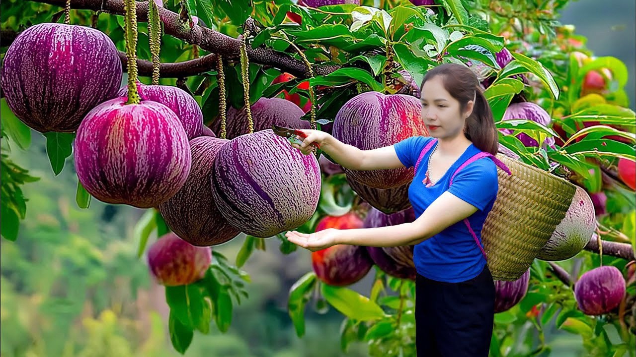 Harvesting 1000+kg of plums from the orchard and transport them to the market | Hana Market