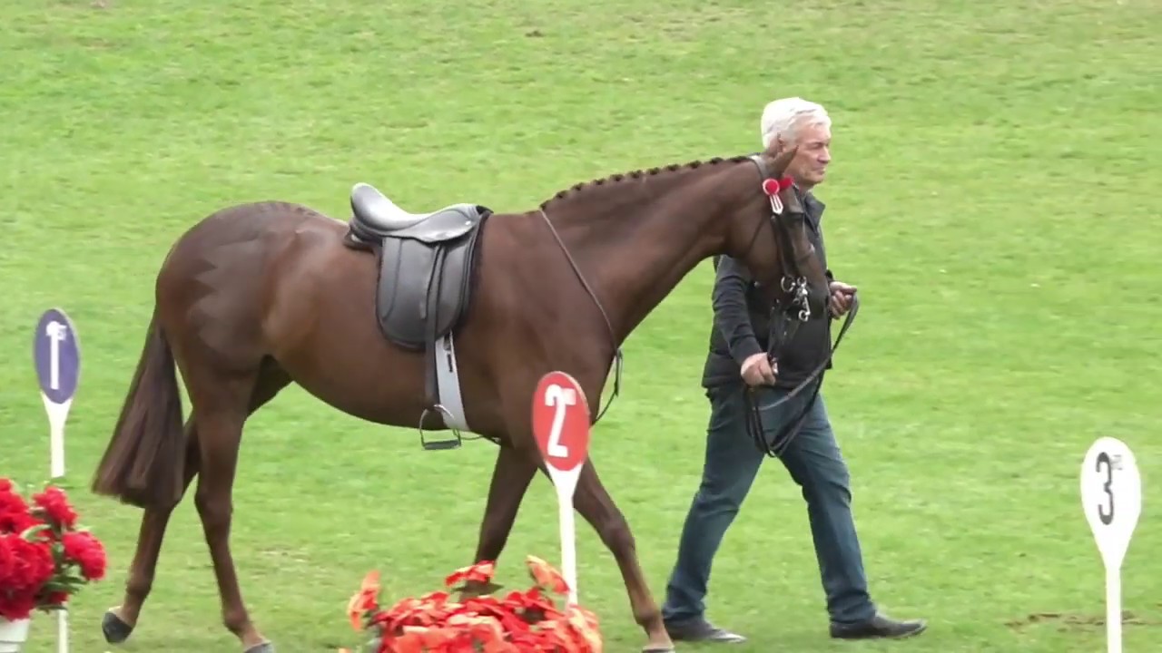 2019 Royal Show TV - Champion Galloway Hack & Champion Hack