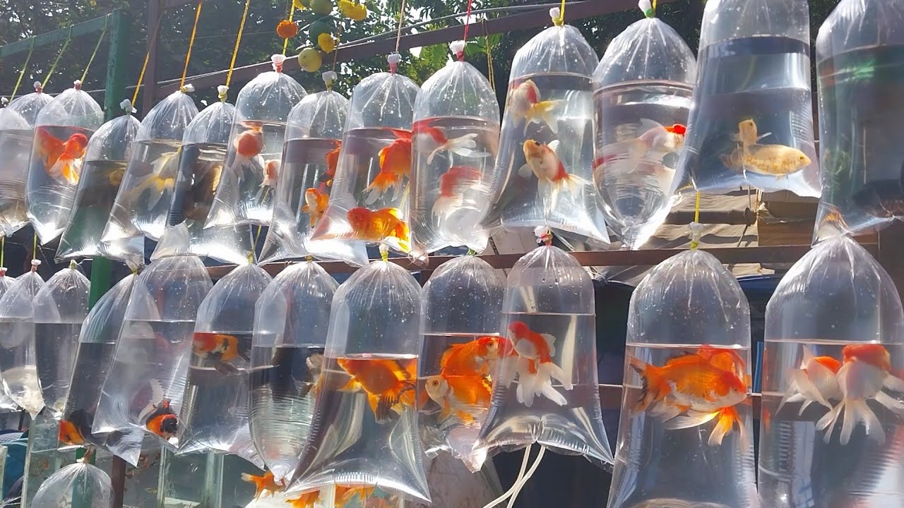 Fish Market | Galiff Street Fish Market Kolkata | Cheapest price | Recent Aquarium Fish Price Update
