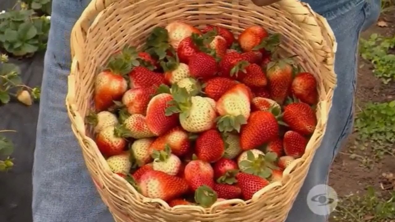 Cultivo de Fresas: guía paso a paso para iniciar con éxito en el campo colombiano - La Finca de Hoy