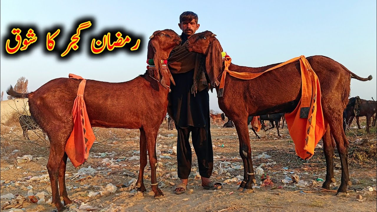 Full Black Amritsari Goats Of Ramzan Bhai || Beetal Goats