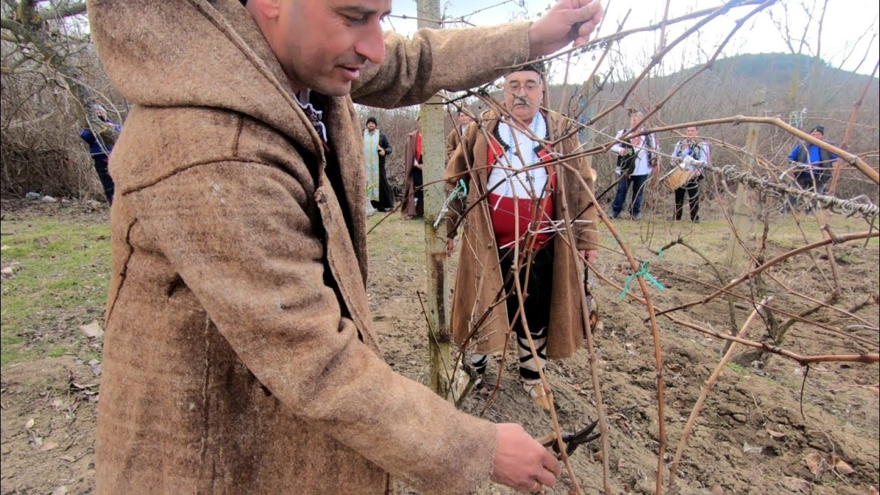ТРИФОНОВО ЛОЗЕ, ДА СИ ПЪЛНО С ГРОЗДЕ!!!
