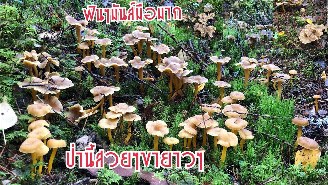 🍄22/10/19🍄เก็บเห็ดดอกสวยๆขายาวๆเห็ดเริ่มโตเริ่มเก็บมันส์มือ 🍄Mushrooms