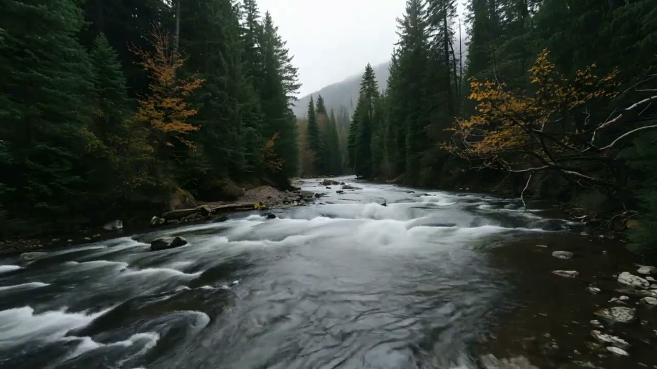 Deep Forest River Ambience | Calm Water Sounds for Sleep