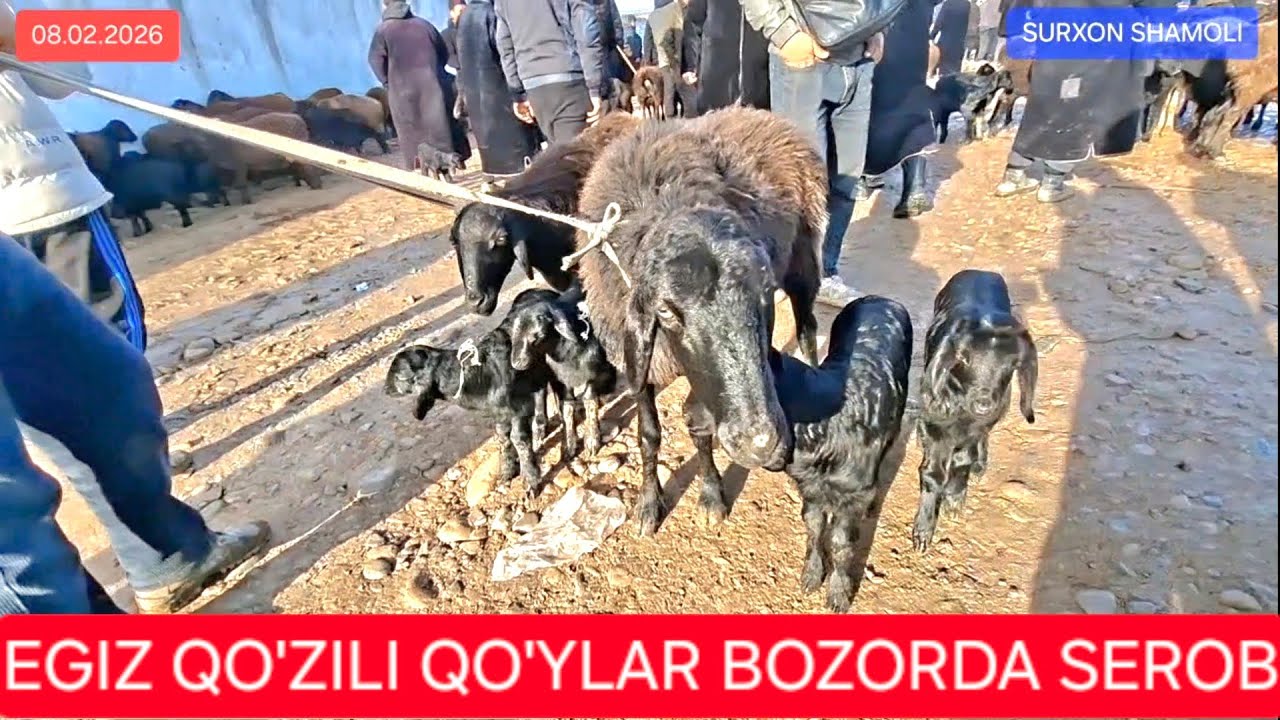 08.02.2026 QIZIRIQ JAXON MOL BOZORIDAGI QO'Y QO'ZI NARXLARINI TANISHIB O'TAMIZ