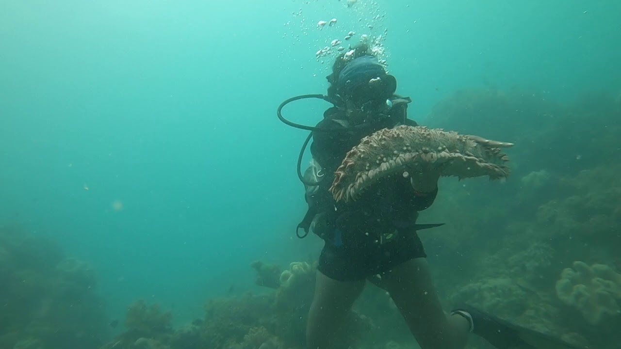 Great Barrier Reef Dive with Ocean Freedom