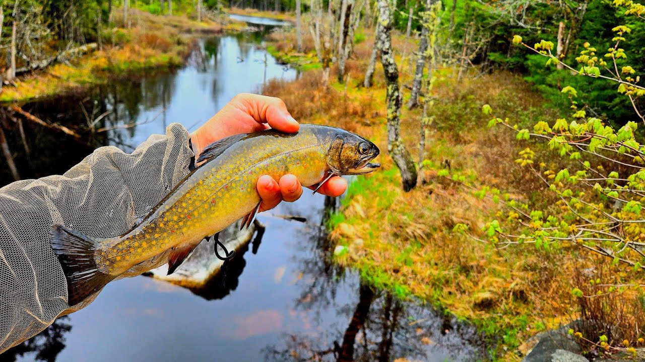 Trout Fishing And Exploring Dirt Roads