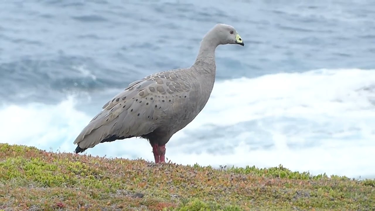 Cape Barren Goose, Cereopsis novaehollandiae, Phillip Island, Vic, Australia, 15 Mar 2022