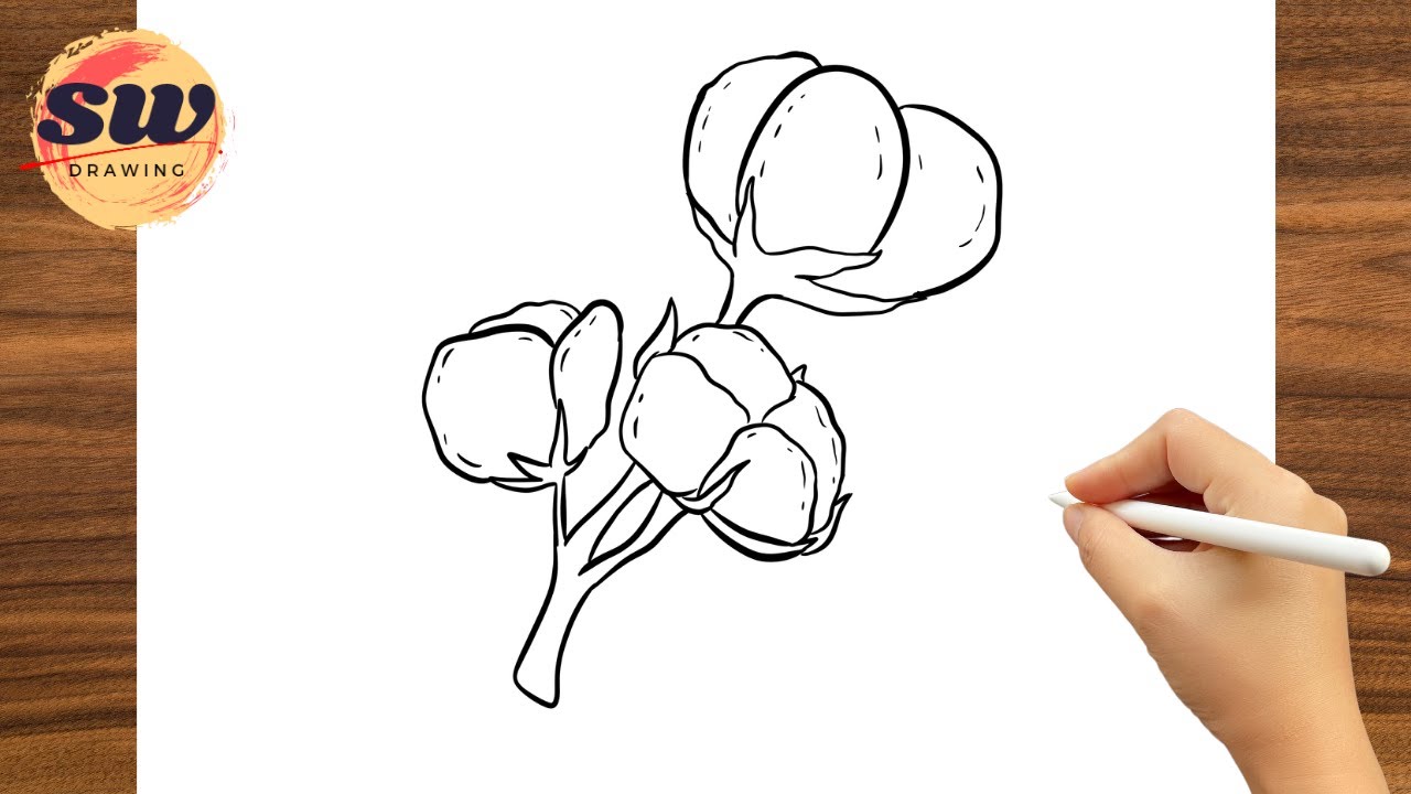 How to Draw Cotton