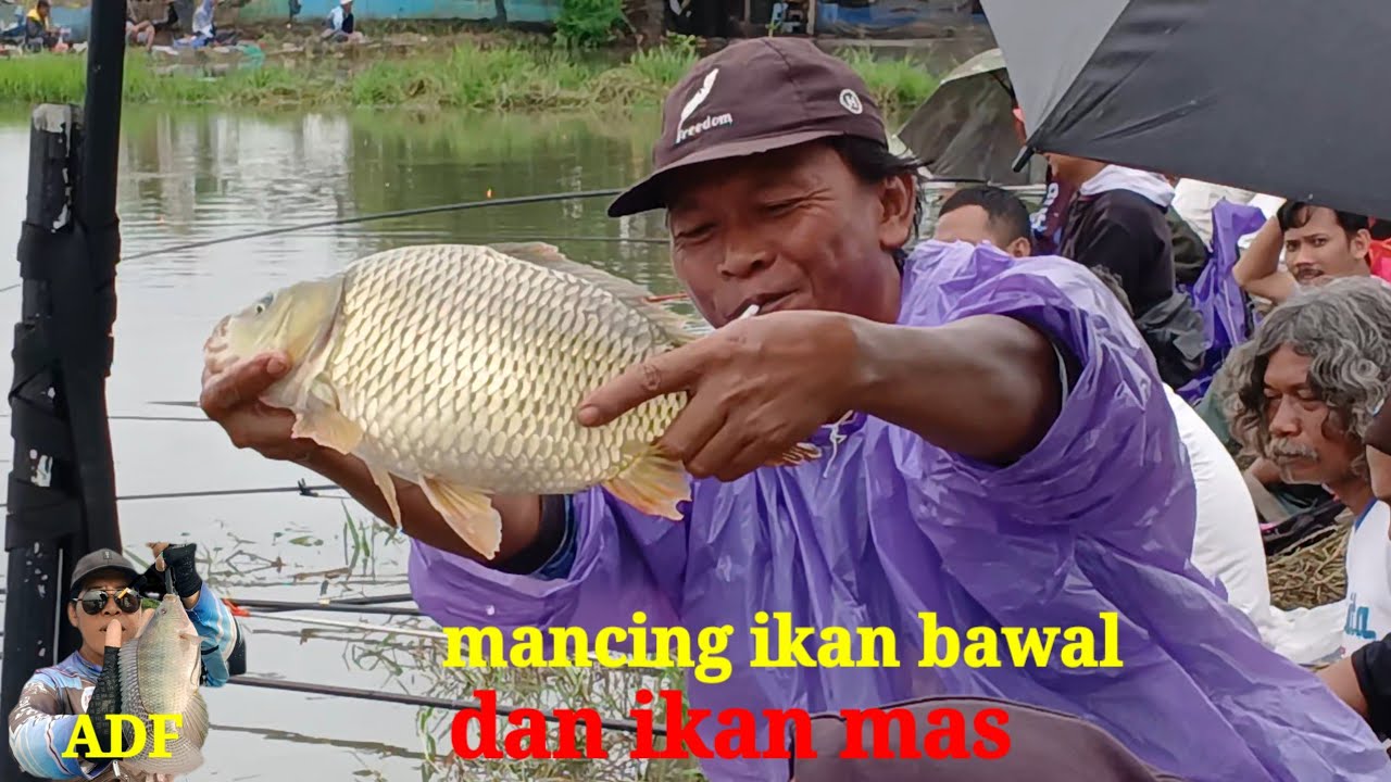 Info Kotrekan ‼️ sabtu 70k minggu 30k empang bang kuru poncol tanggul 