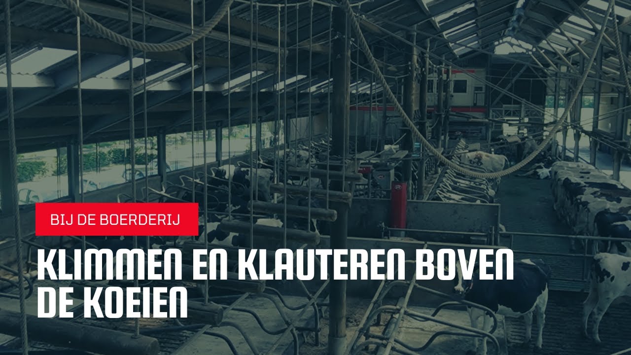 Klimmen en klauteren boven de koeien