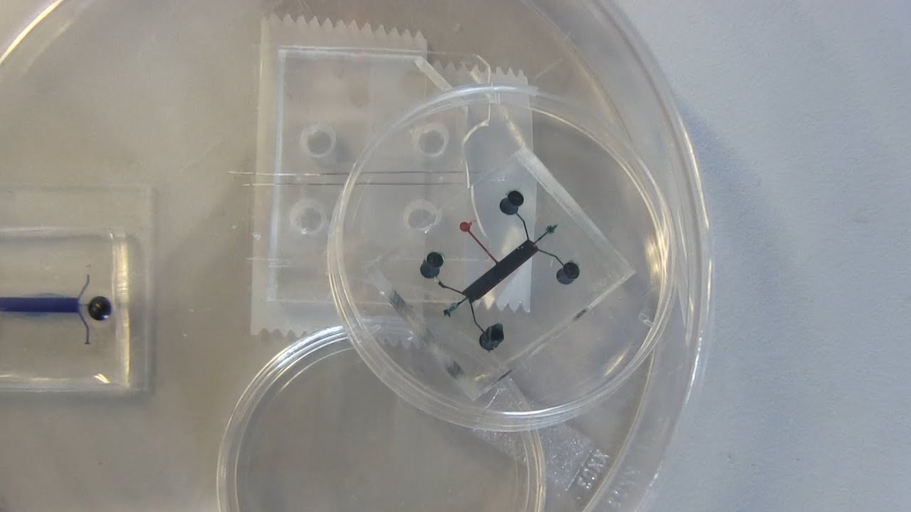 Beating heart on a chip