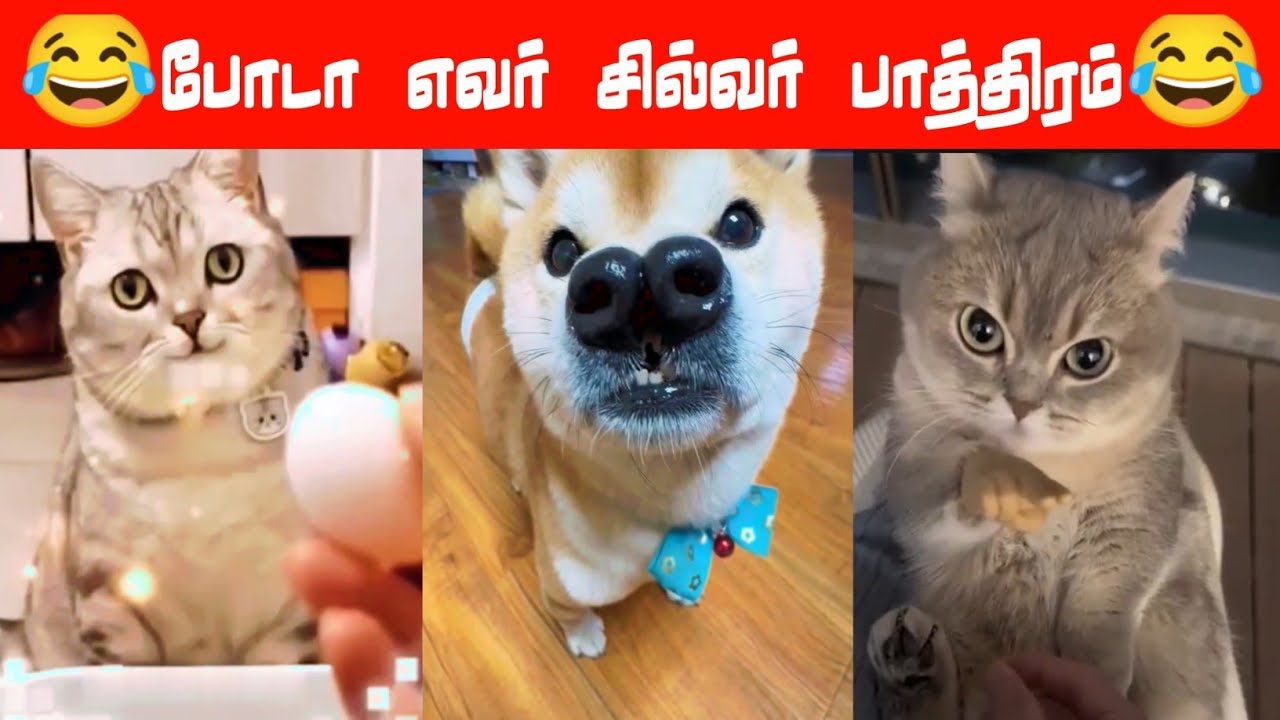 😂🐈‍⬛வவ்வாலுக்கு பொறந்த பய🐕😂