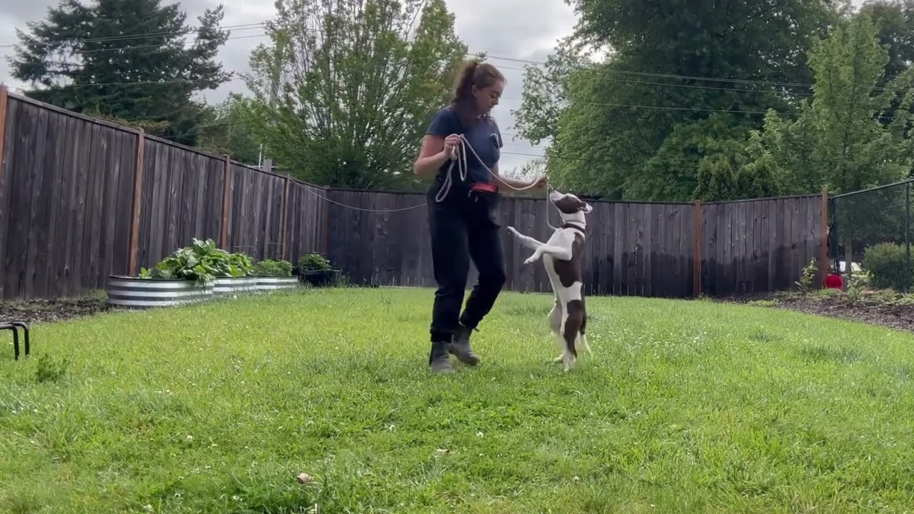 Walking Drills/Leash Work