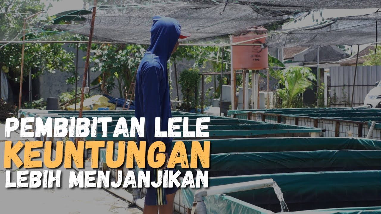 Pembibitan Ikan Lele, Kini Sukses, Dulu Sempat Merugi di Awal Hingga Ratusan Juta