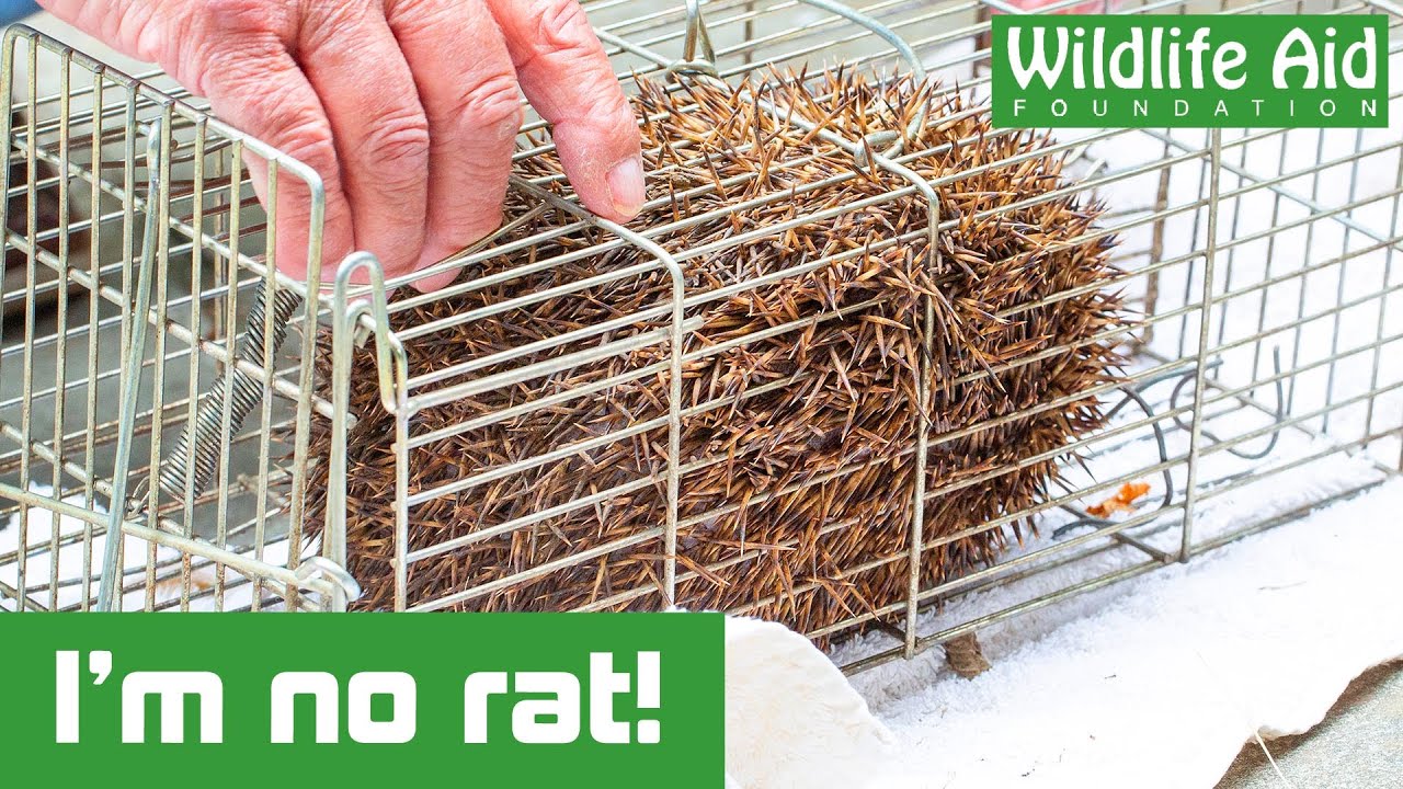 Hedgehog gets wedged in humane rat trap whilst in search of dinner!