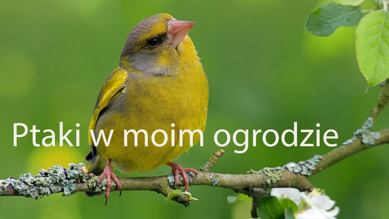 Ptaki naszych pól i lasów , różne gatunki w naszym ogrodzie