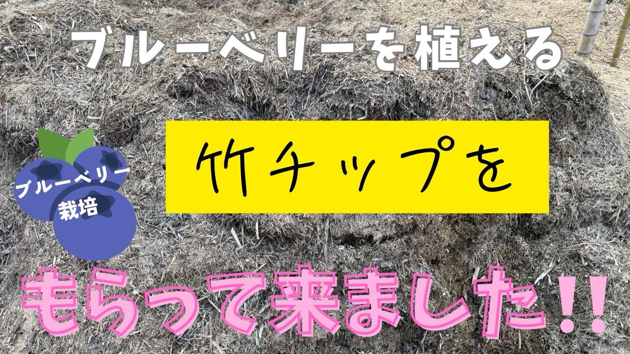 【ブルーベリー栽培】竹チップを貰いに行って来ました。