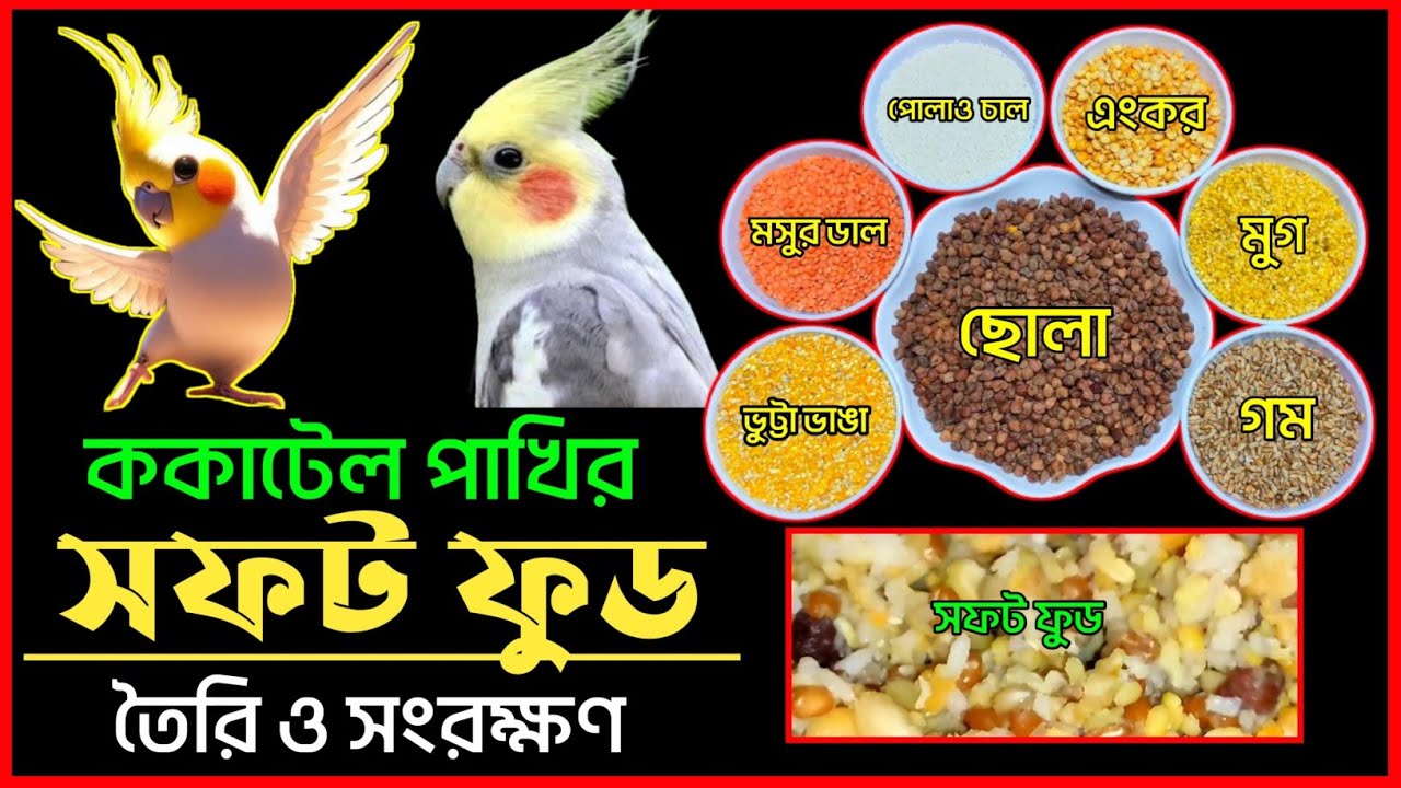 ককাটেল পাখির জন্য সফট ফুড তৈরির ও সংরক্ষণ | লাভবার্ড, বাজরিগার সহ সকল পাখির জন্য সফটফুড তৈরীর পদ্ধতি