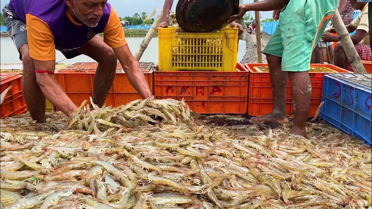 Harvesting Vannamei Shrimp From Freshwater Pond Digha