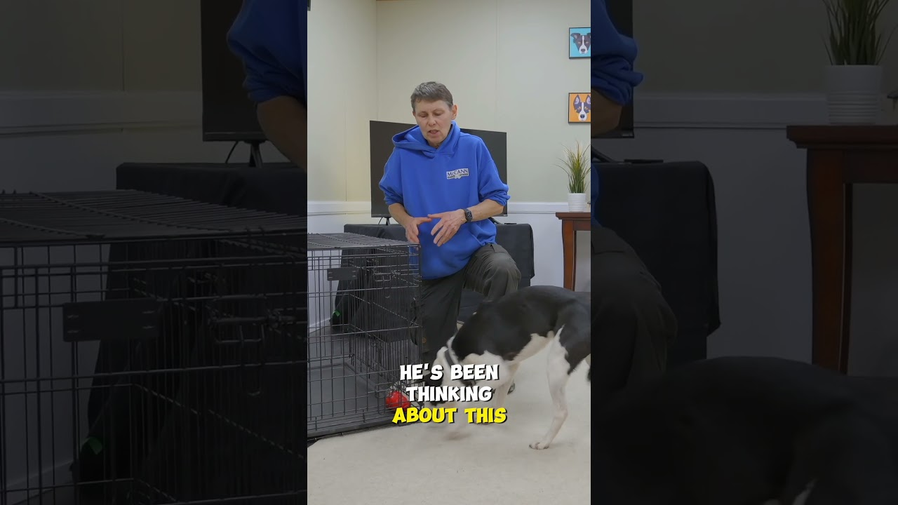 Use This Trick When Leaving Your Dog Home Alone