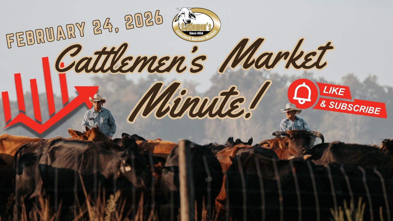 Cattlemen's Market Minute, February 24, 2026