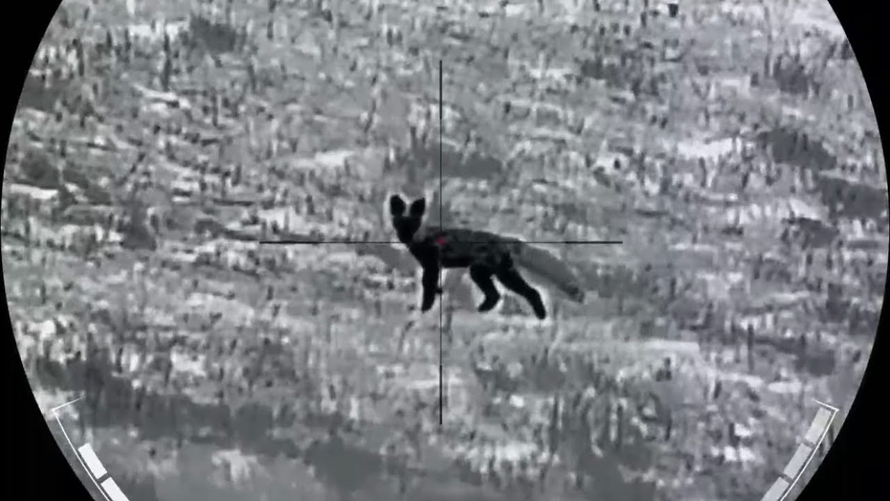 Thermal Fox shooting Australia ​⁠