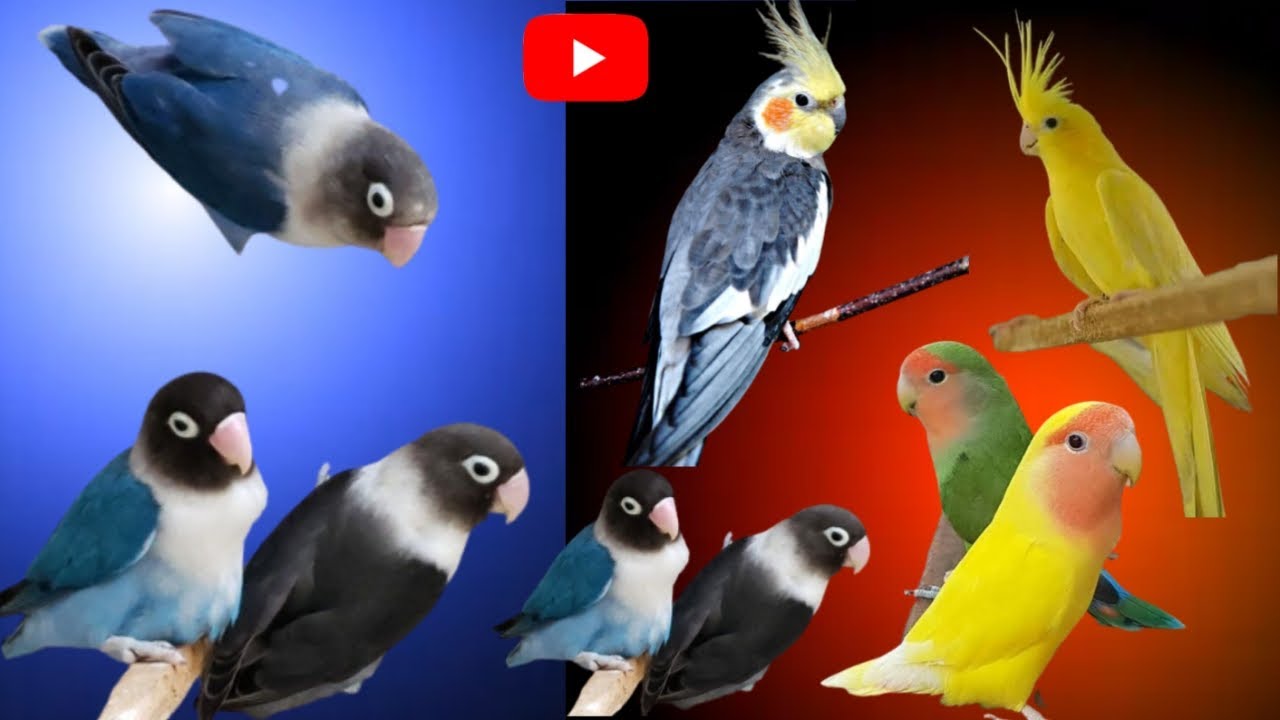 Cockatiel walk-in Aviary | Smart Cockatiel | Aqurium Snail eggs | Mutation lovebird | Bird Aviary