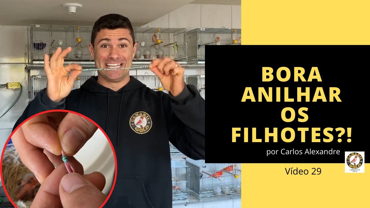 COMO ANILHAR OS FILHOTES DE CAN&Aacute;RIOS BELGA