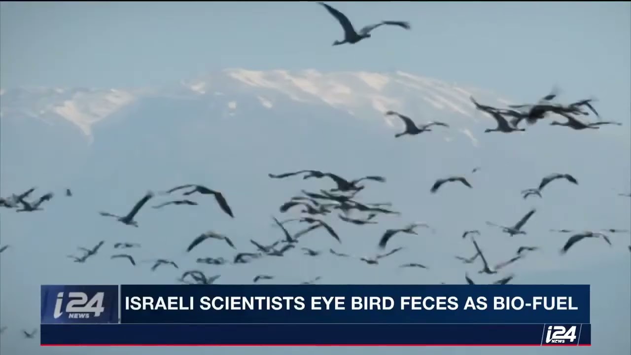 Scienziati israeliani: bruciare escrementi di uccelli al posto del carbone?