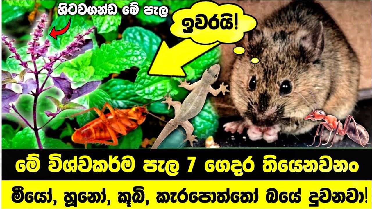 අදම මේ පැලයක් හිටවන්ඩ! වද දීපු කෘමීන් 20 වඩා ඉවරයි