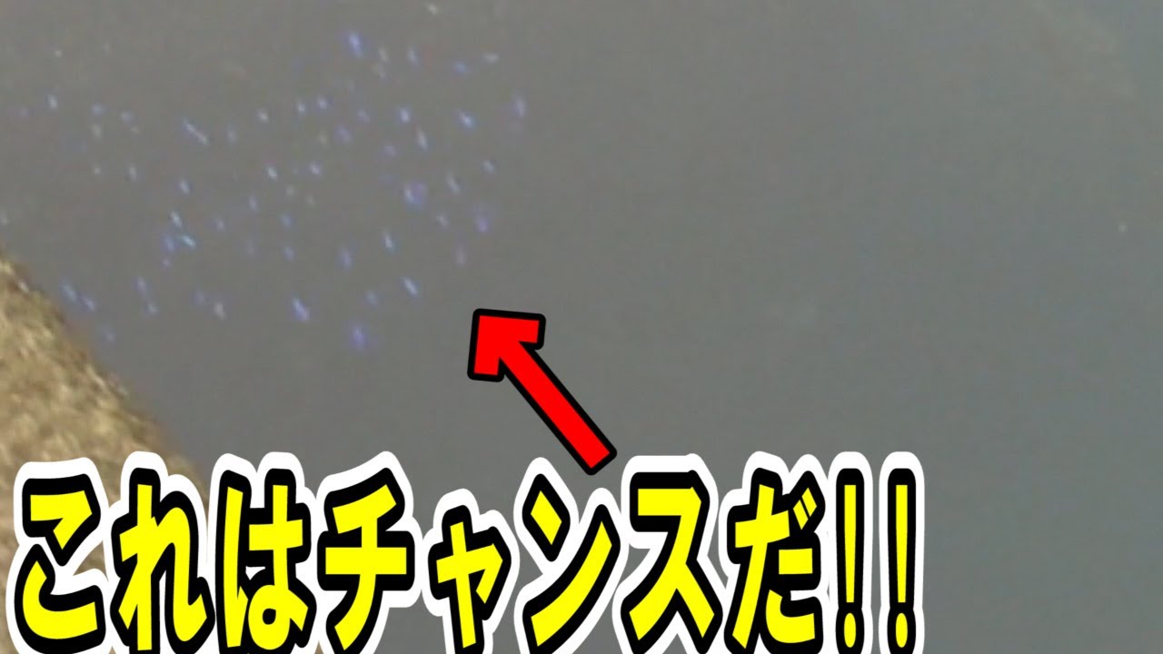 海で良く見掛ける美しい熱帯魚の採り方