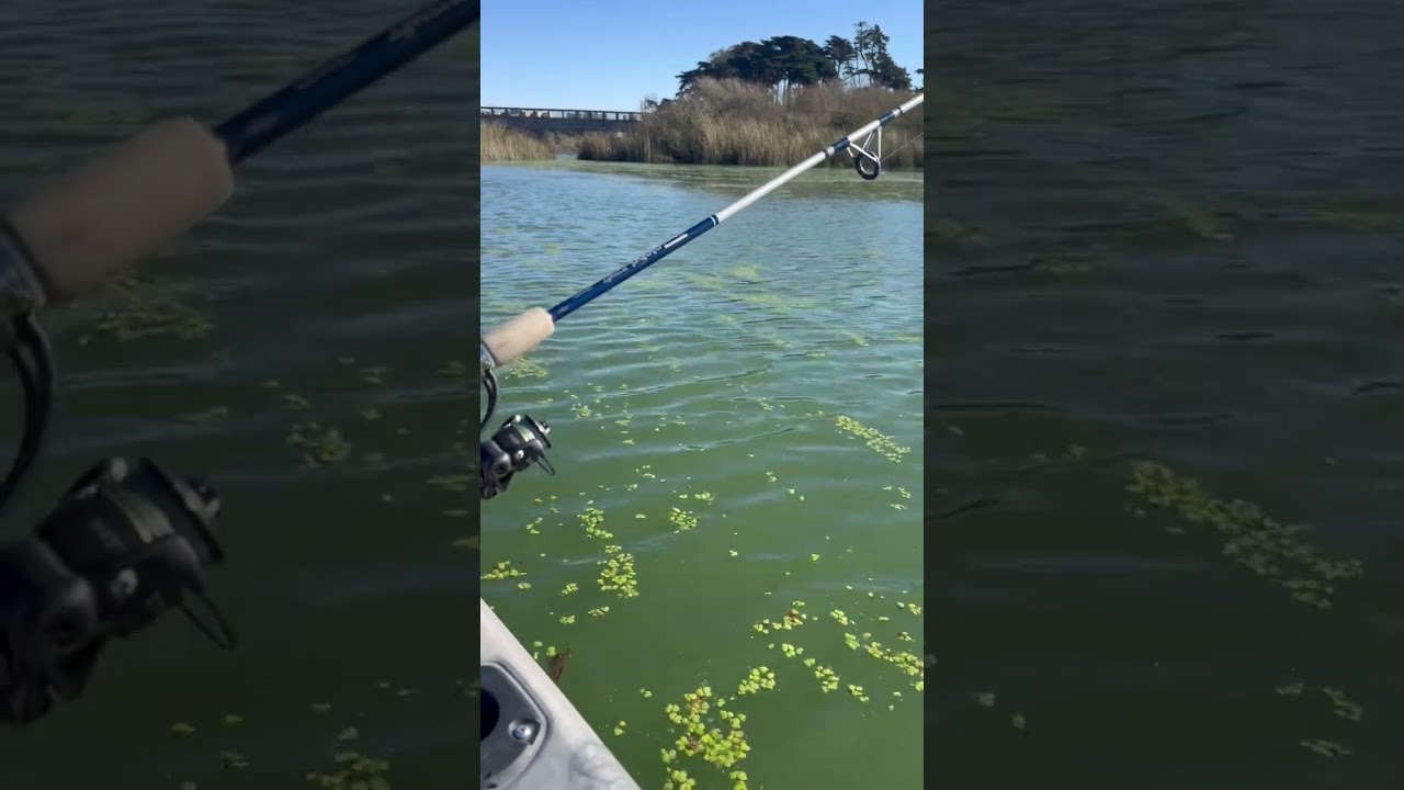 Fishing lake Merced S.F. CA, w/ Pelican Catch 110 - Newport motor & a Shakespeare Alpha pole 