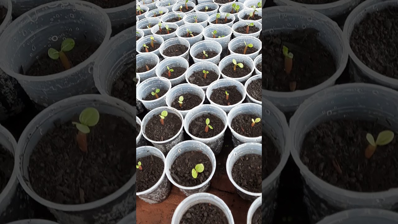 germina&ccedil;&atilde;o de sementes
