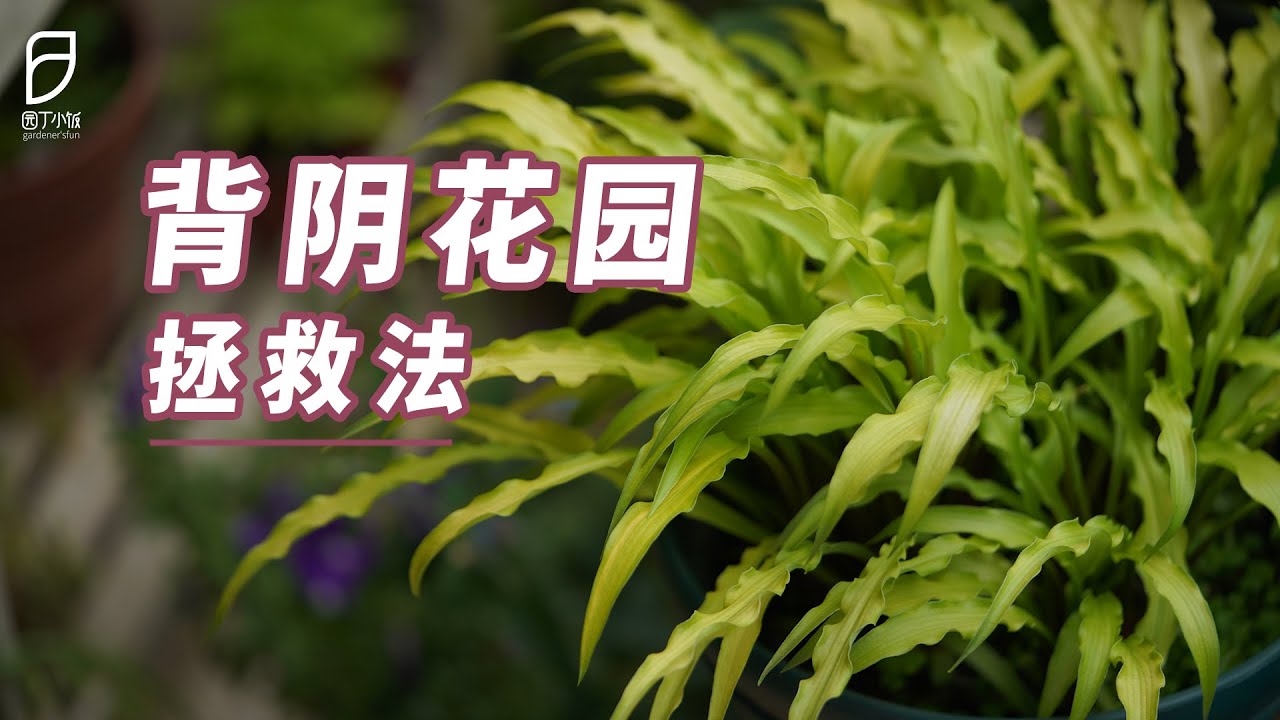 园丁小饭丨没有阳光也灿烂！四五招儿拯救背阴花园