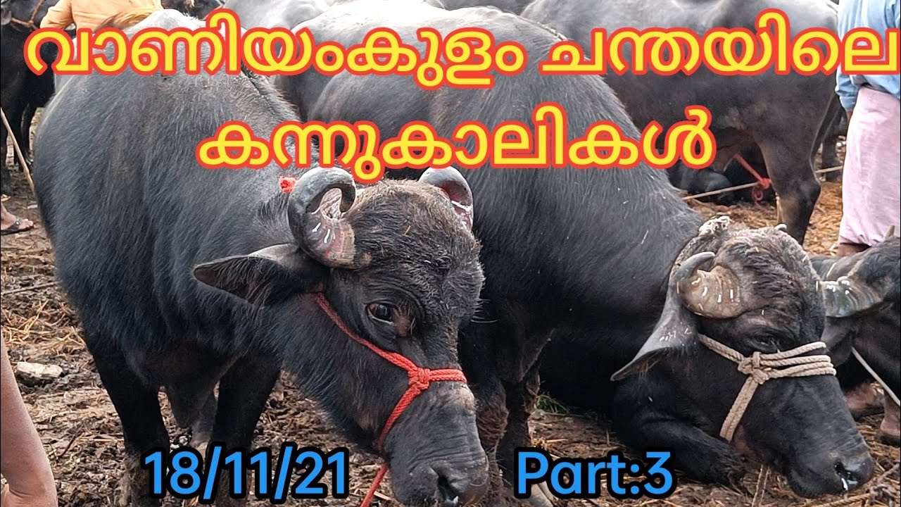 വാണിയംകുളം കന്നുകാലി ചന്ത | കന്നുകളുടെ വില സഹിതം | 18/11/21 | Buffalo | TECH AND VLOGS