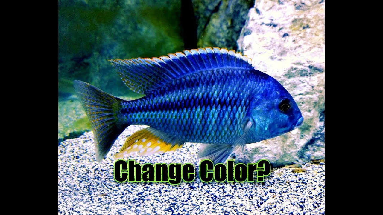 How To Change The Color Of Your African Cichlids