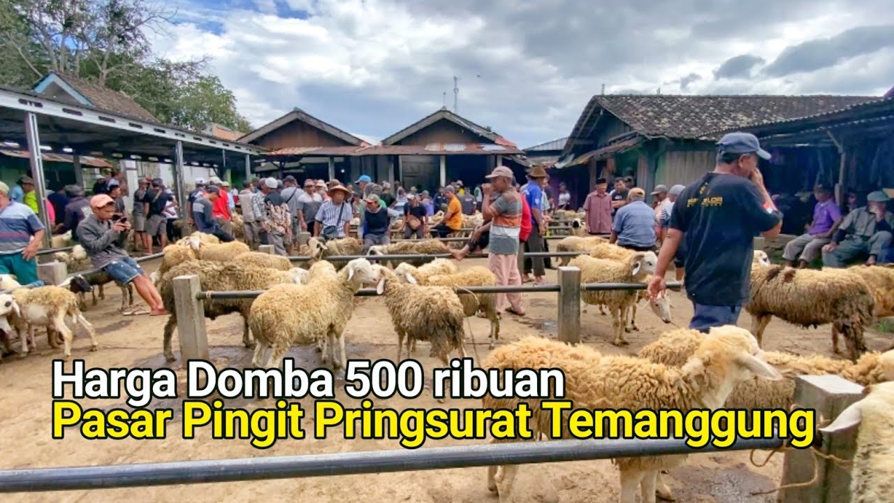 Pasar Hewan Pingit Pringsurat Temanggung Harga Domba Hari ini Murah Domba Spek Ekonomis Pedaging