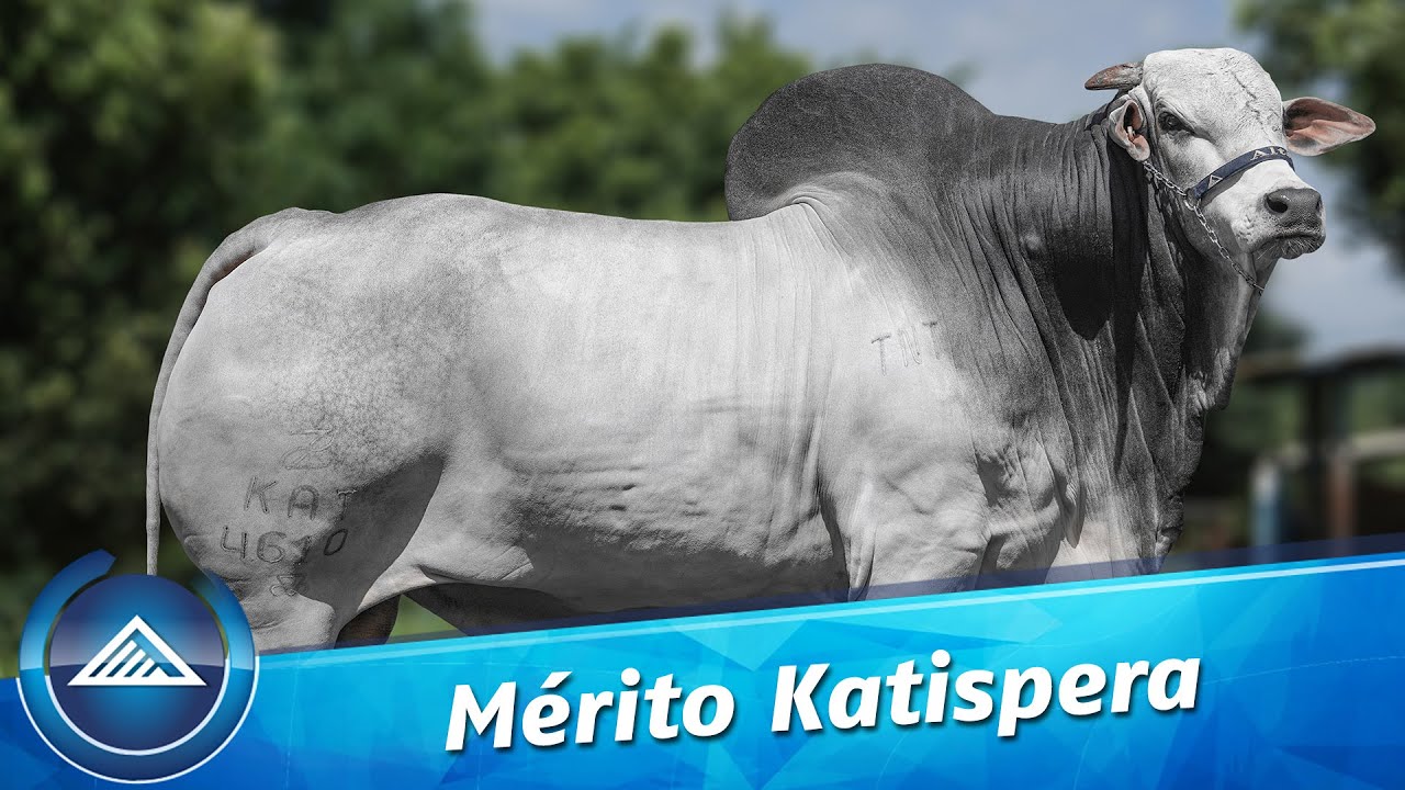 Mérito Katispera (4610)