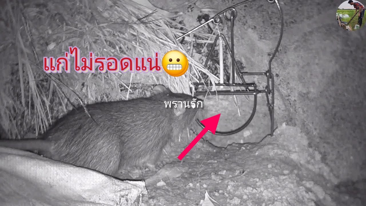 แก่ไม่รอดแน่😬ไอ้มหาเทพ😆