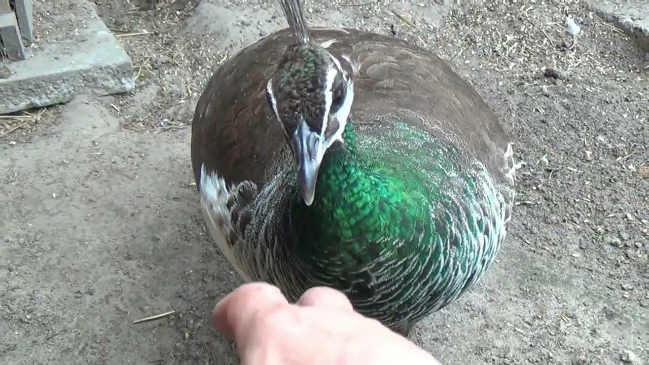 paw indyjski-samica siadła na jajkach,the female peacock sat on the eggs,el pavo real hembra se sent