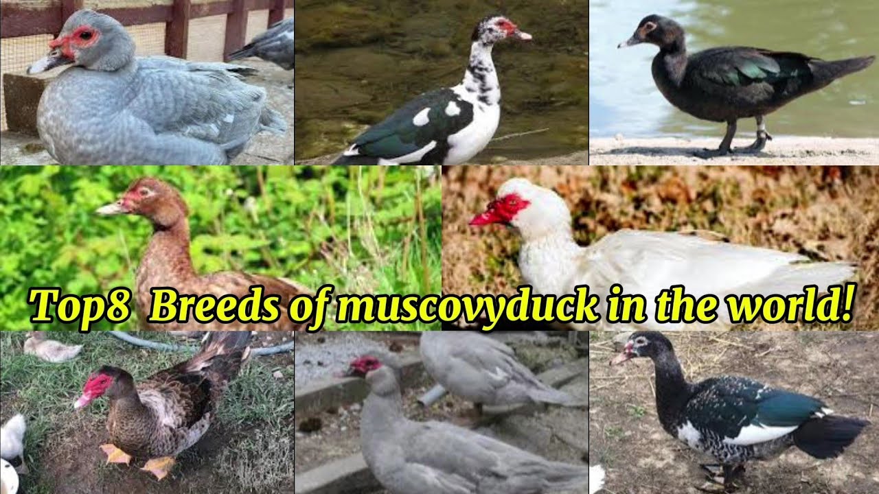 Top 8 Muscovy Duck Breeds That Will Amaze You❗️🦆✨️
