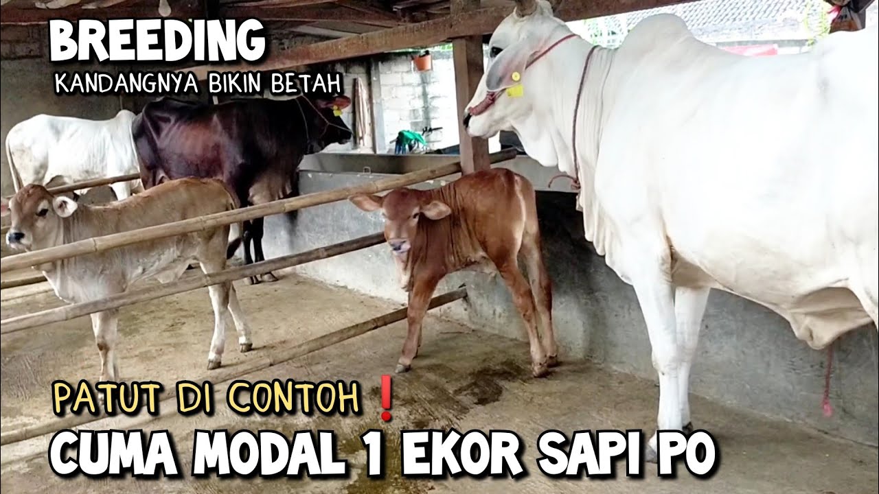 Breeding sapi modal satu ekor sapi PO sekarang jadi sekandang