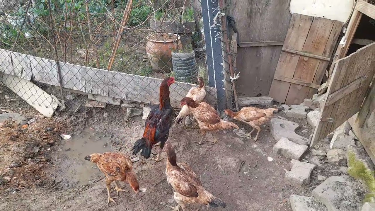 #hinthorozu herşeyin bir zamanı varmış #viralvideo #tavuk #xoroz #dakan #rooster 539