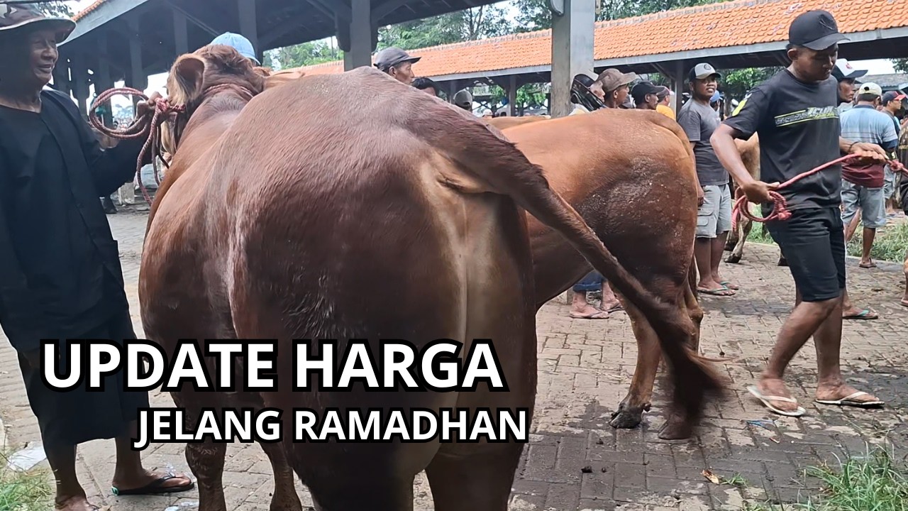 SEHARI JELANG BULAN RAMADHAN HARGA SAPI DI PASAR WONOASIH RELATIF STABIL