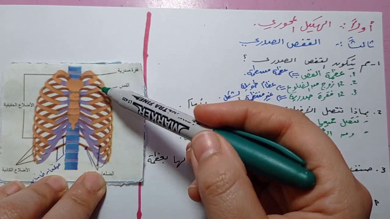 الهيكل العظمي (المحوري)