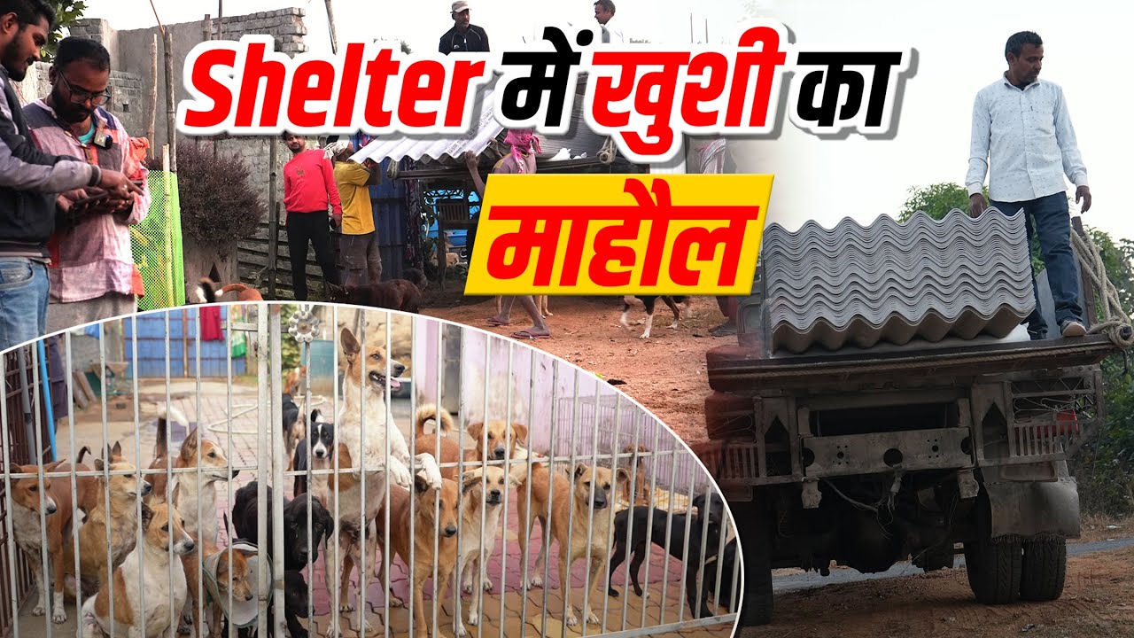 Shelter में खुशी का माहौल 🐶 | 100+ Dogs के लिए नया शेड | Emotional Story Vlog 40 | #thebanjaraboy