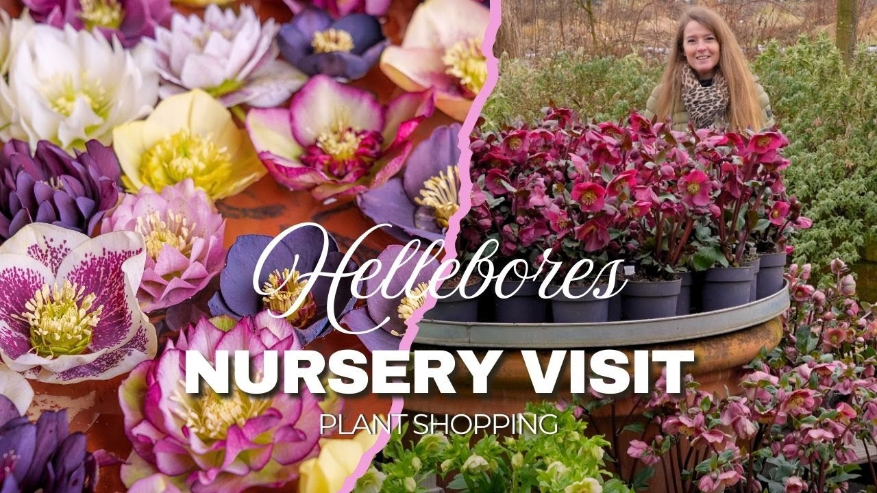 Visiting plant nursery Bastin - Hellebores weekend - Shopping new hellebore plants