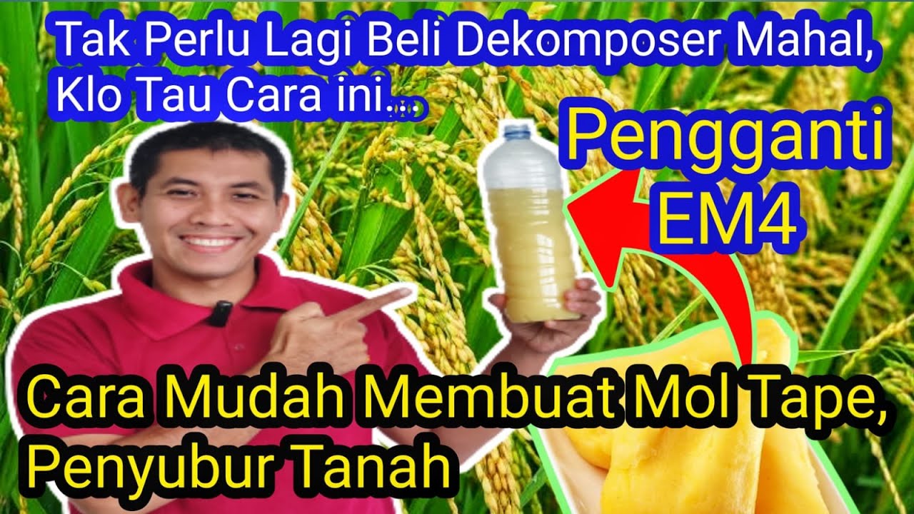Cara Membuat MOL dari Tape Singkong Pengganti EM4,Pestisida Organik dan Penyubur Tanah